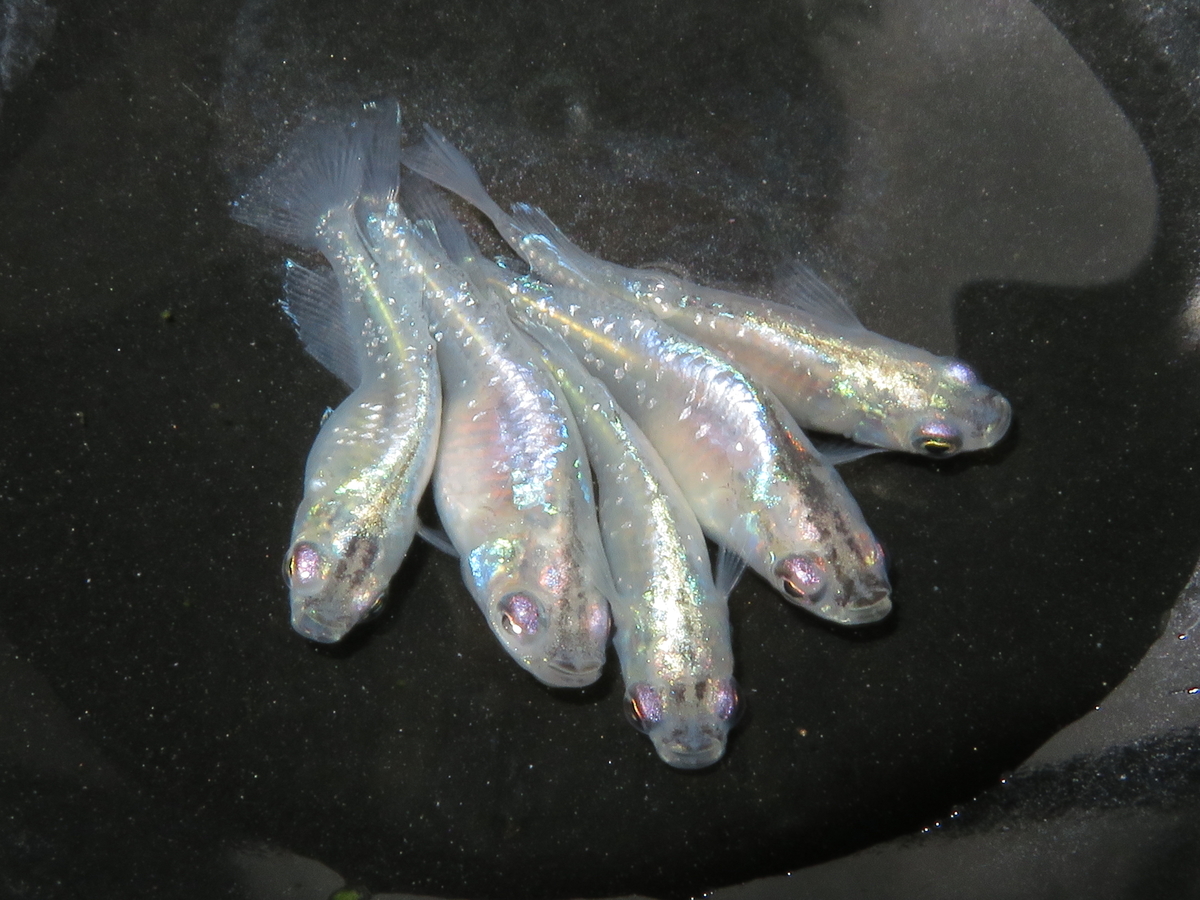 サムライメダカ - 改良メダカ情報館