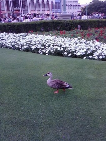 f:id:Megumi221:20090613181551j:image