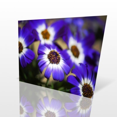 f:id:Megumi221:20100601083355j:image