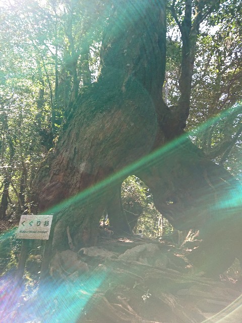 f:id:Megureca:20240329212231j:image