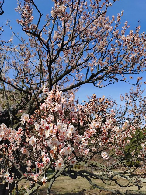 f:id:Megureca:20260128210503j:image