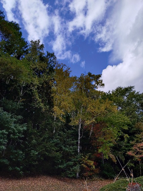 f:id:Megureca:20261015150908j:image