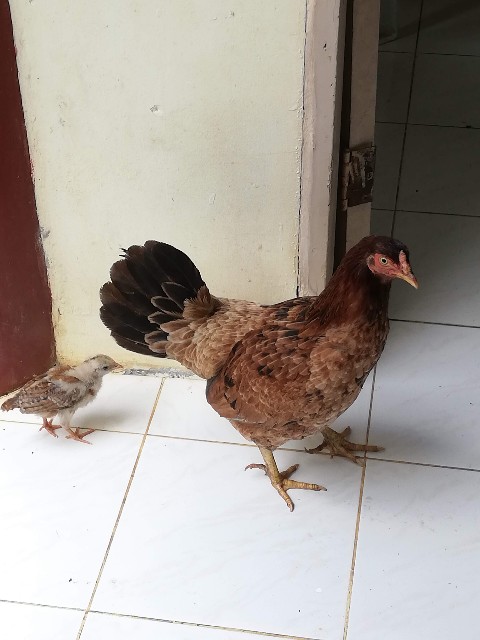 f:id:Meishu0202:20190714014715j:image