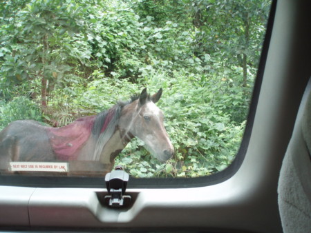 f:id:Mejiro:20110904061851j:image f:id:Mejiro:20110904061851j:image