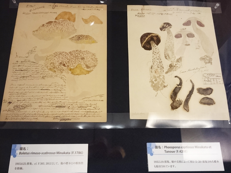 f:id:Melonpankuma:20171220143418j:plain