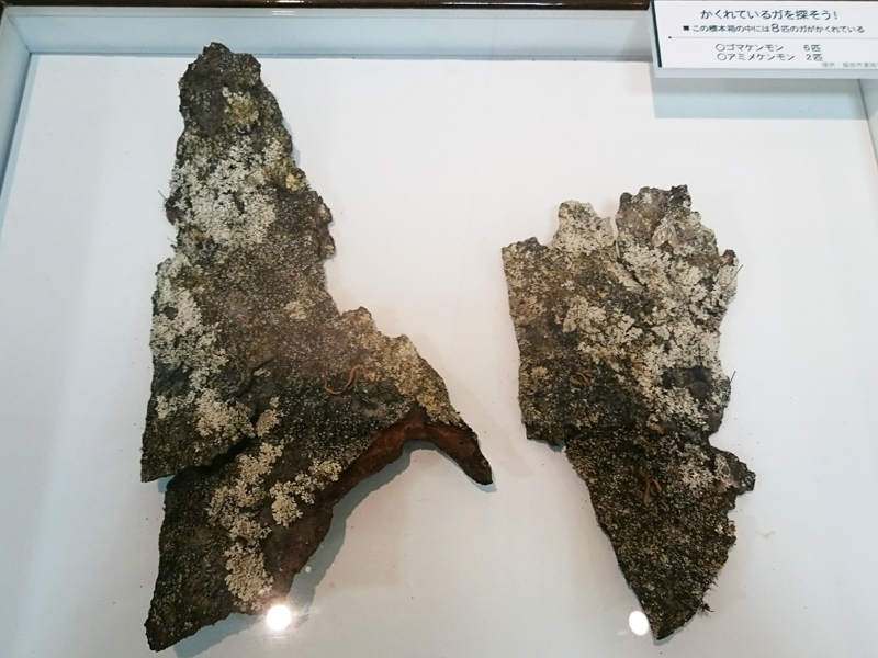 f:id:Melonpankuma:20171228144842j:plain