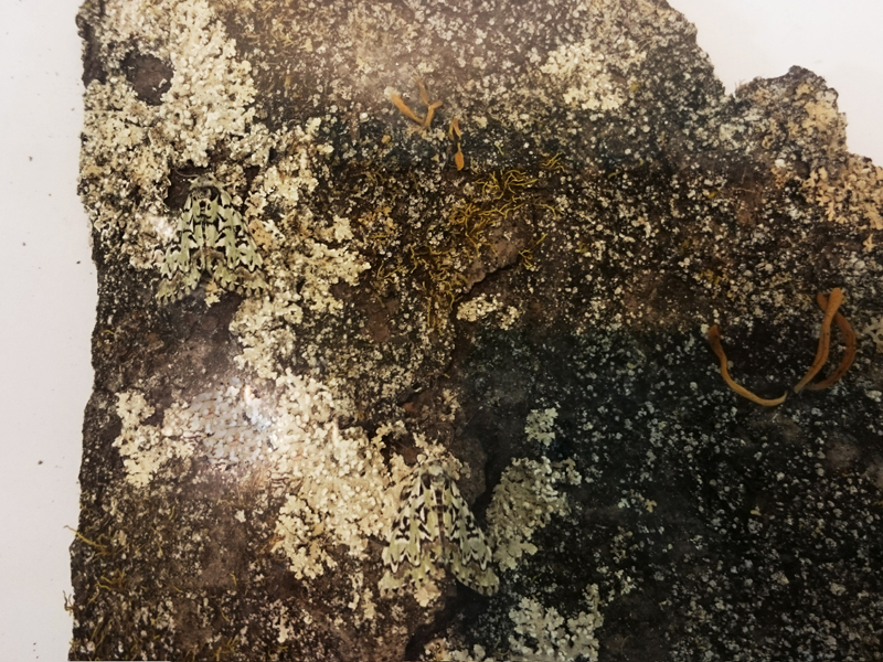 f:id:Melonpankuma:20171228144843j:plain