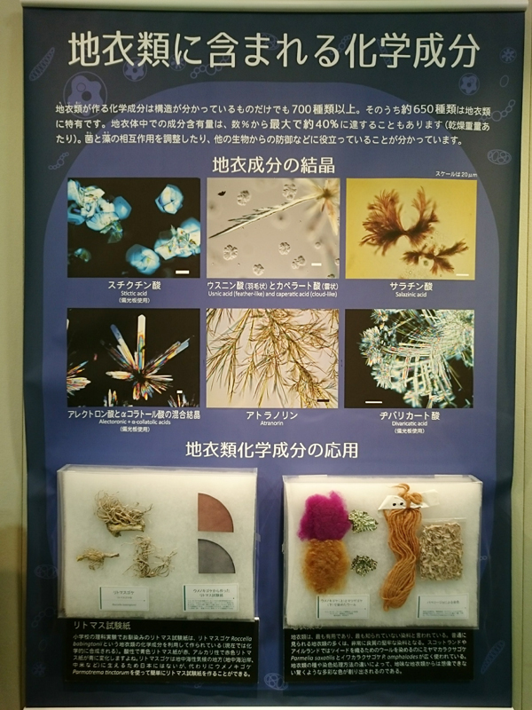 f:id:Melonpankuma:20171228144847j:plain