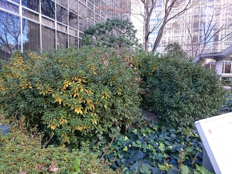 f:id:Melonpankuma:20181228142741j:plain