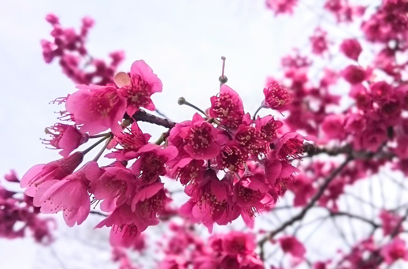 f:id:Melonpankuma:20190319192107j:plain