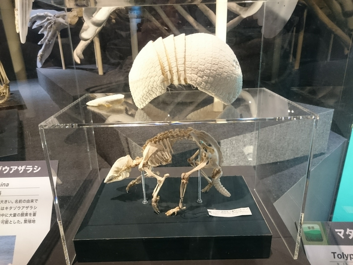 f:id:Melonpankuma:20190322203139j:plain