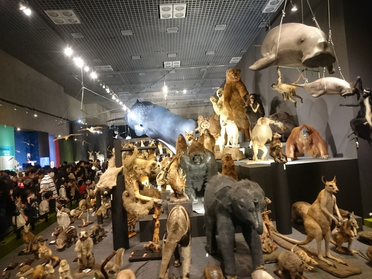 f:id:Melonpankuma:20190322203159j:plain