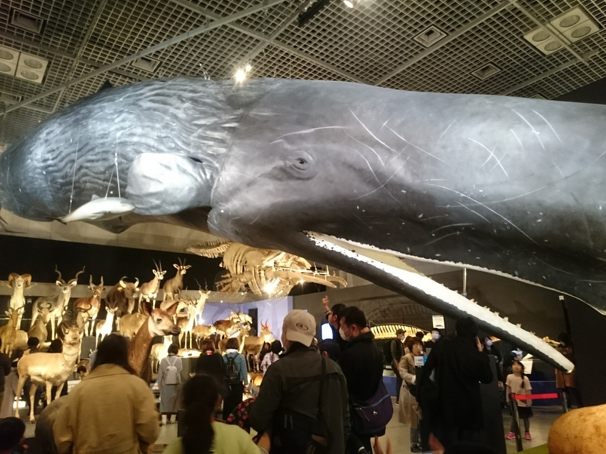 f:id:Melonpankuma:20190322203208j:plain