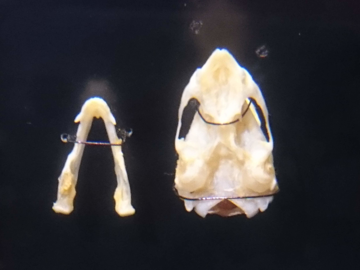 f:id:Melonpankuma:20190322203219j:plain