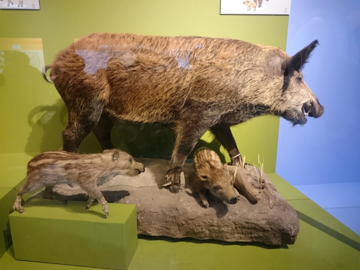 f:id:Melonpankuma:20190322203227j:plain