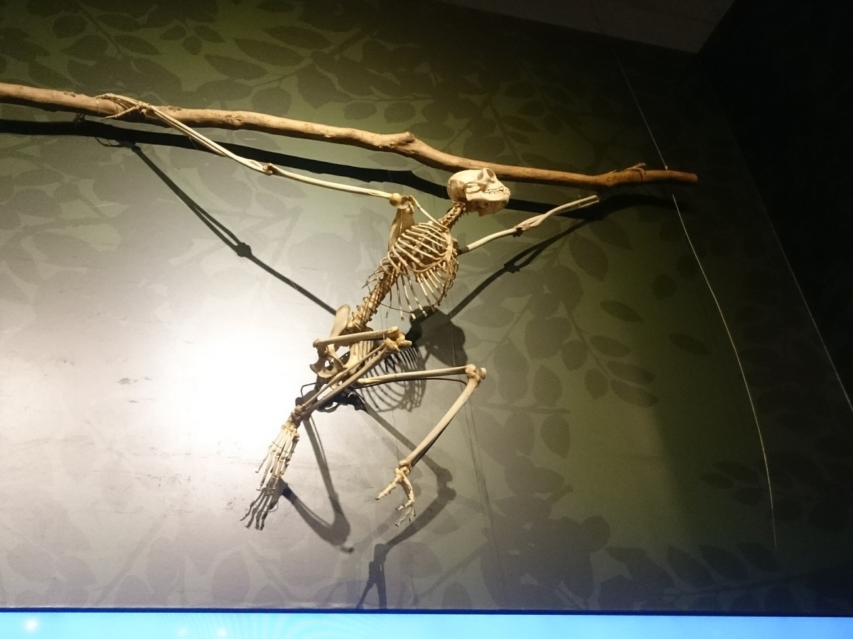 f:id:Melonpankuma:20190322205610j:plain