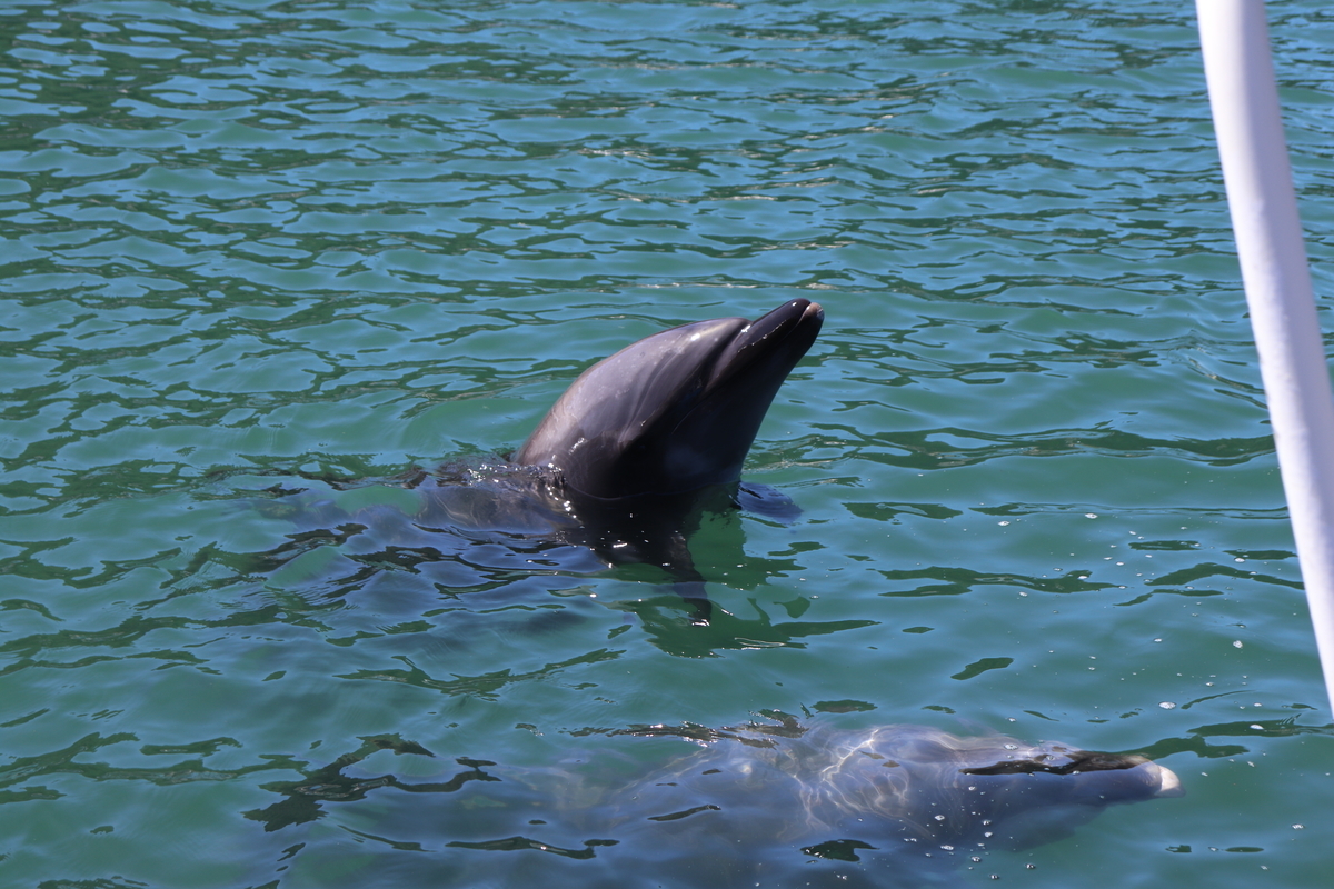 f:id:Merika:20210503215445j:plain