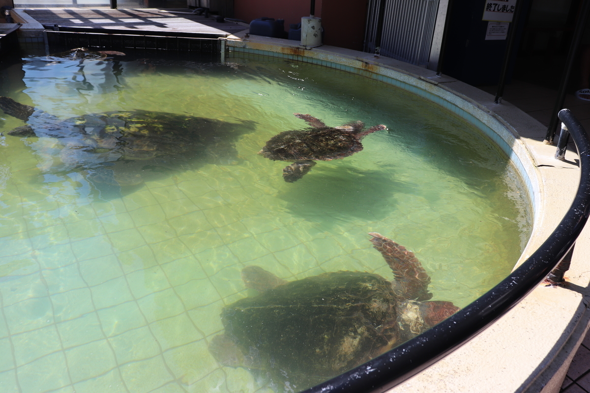 f:id:Merika:20210503233446j:plain