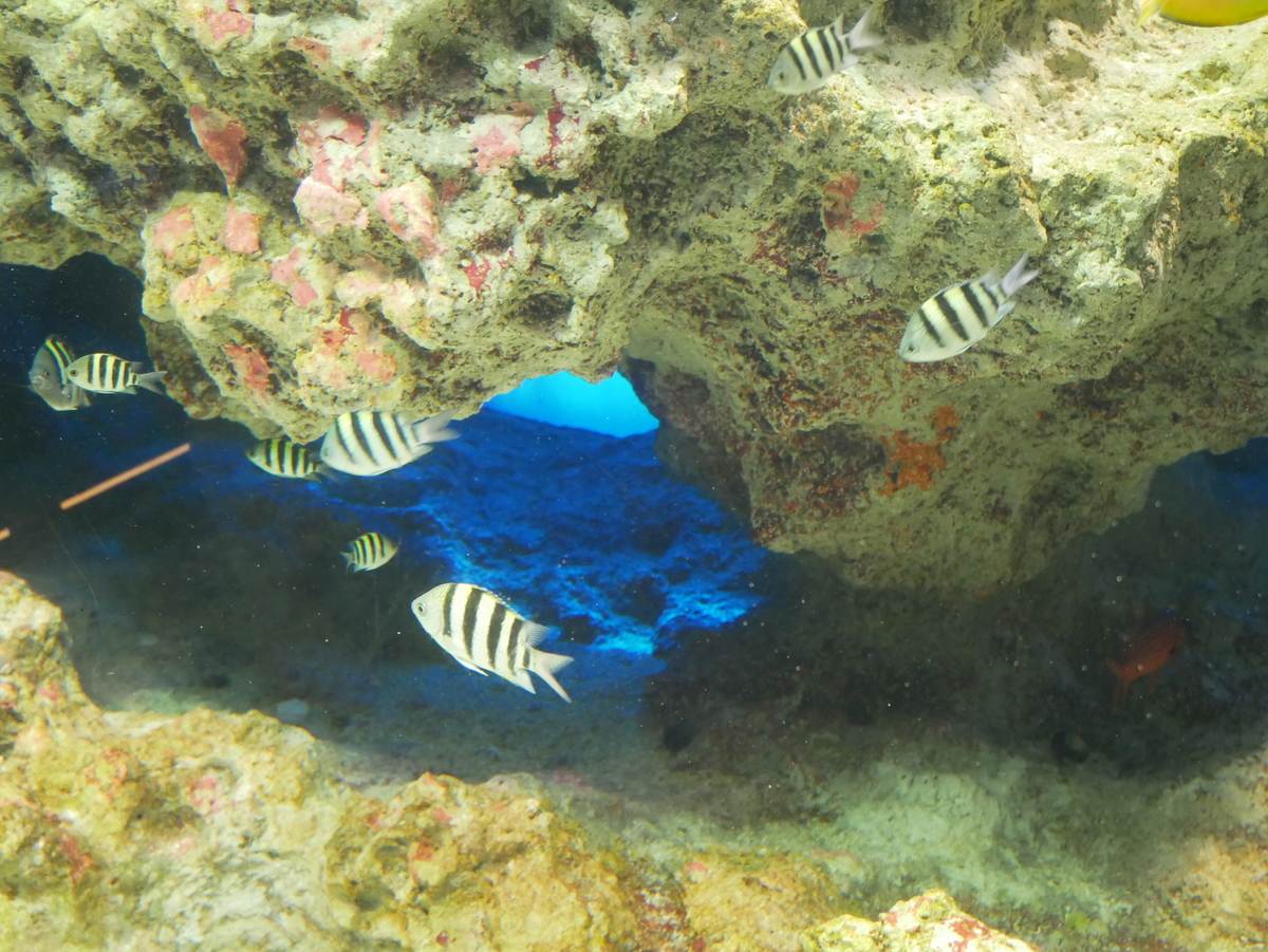 f:id:Merika:20210504171407j:plain