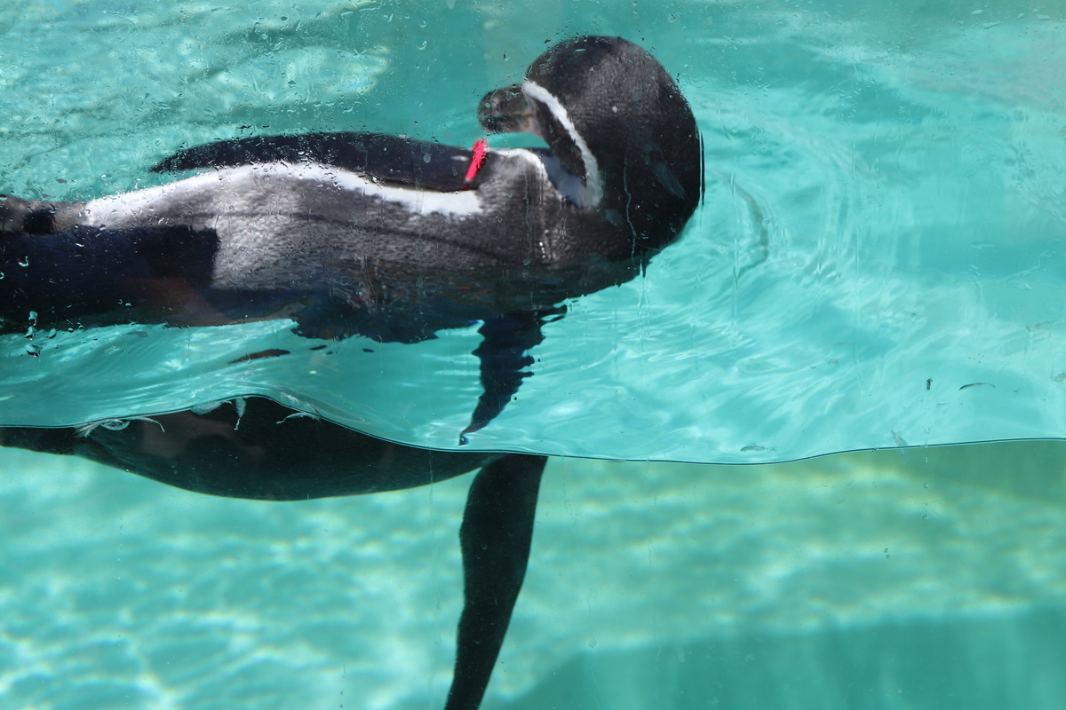 f:id:Merika:20210504171700j:plain