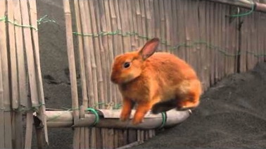 茅ヶ崎海岸の野良うさぎ ゴマ 湘南の海辺の小屋から