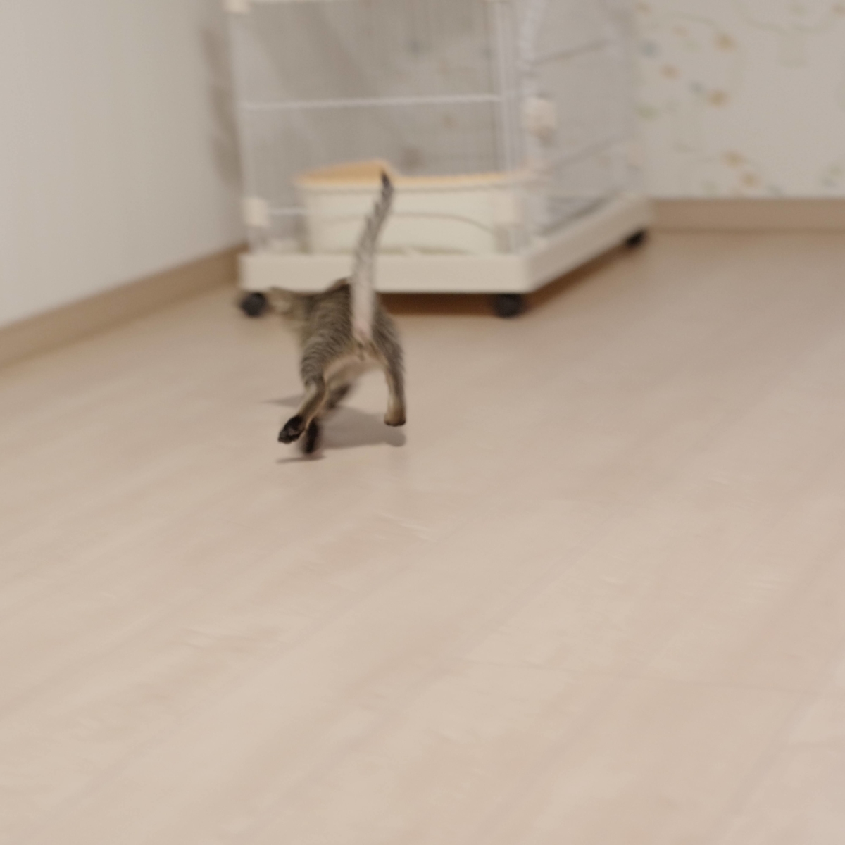 f:id:MerryCAT:20200928205209j:plain