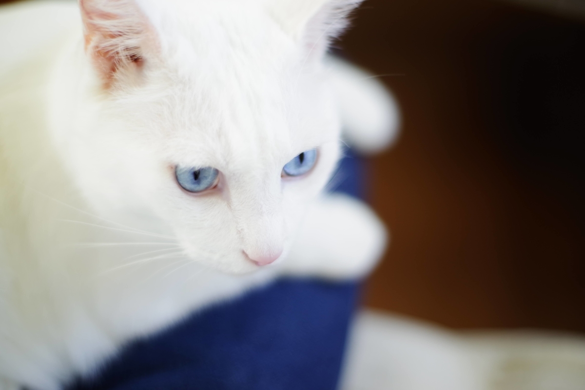 f:id:MerryCAT:20201001131100j:plain