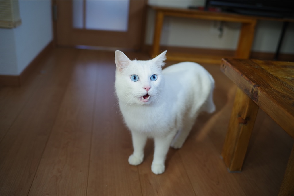 f:id:MerryCAT:20201004203043j:image f:id:MerryCAT:20201004203043j:image