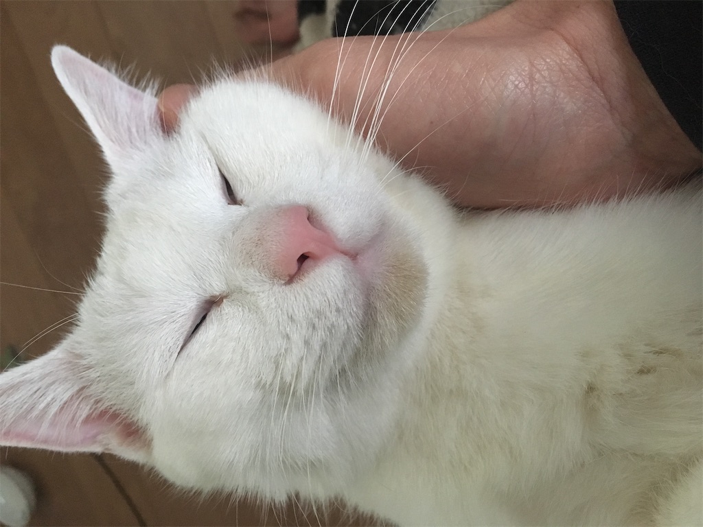 f:id:MerryCAT:20201004203222j:image f:id:MerryCAT:20201004203222j:image