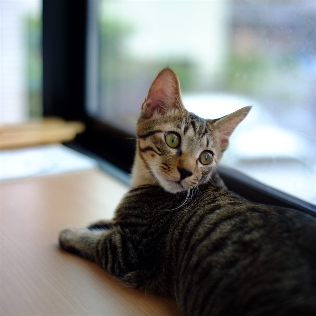 f:id:MerryCAT:20201006142223j:image