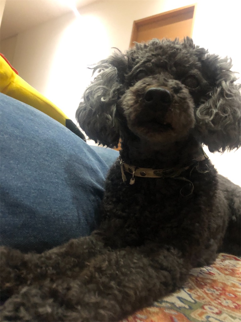 f:id:MerryProject:20210310232138j:image