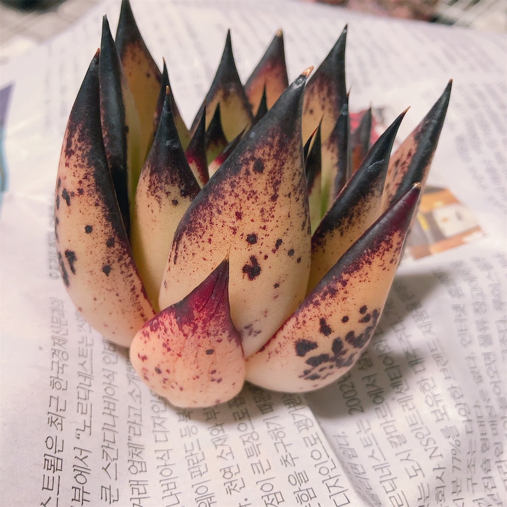 f:id:MerryProject:20210313001634j:image