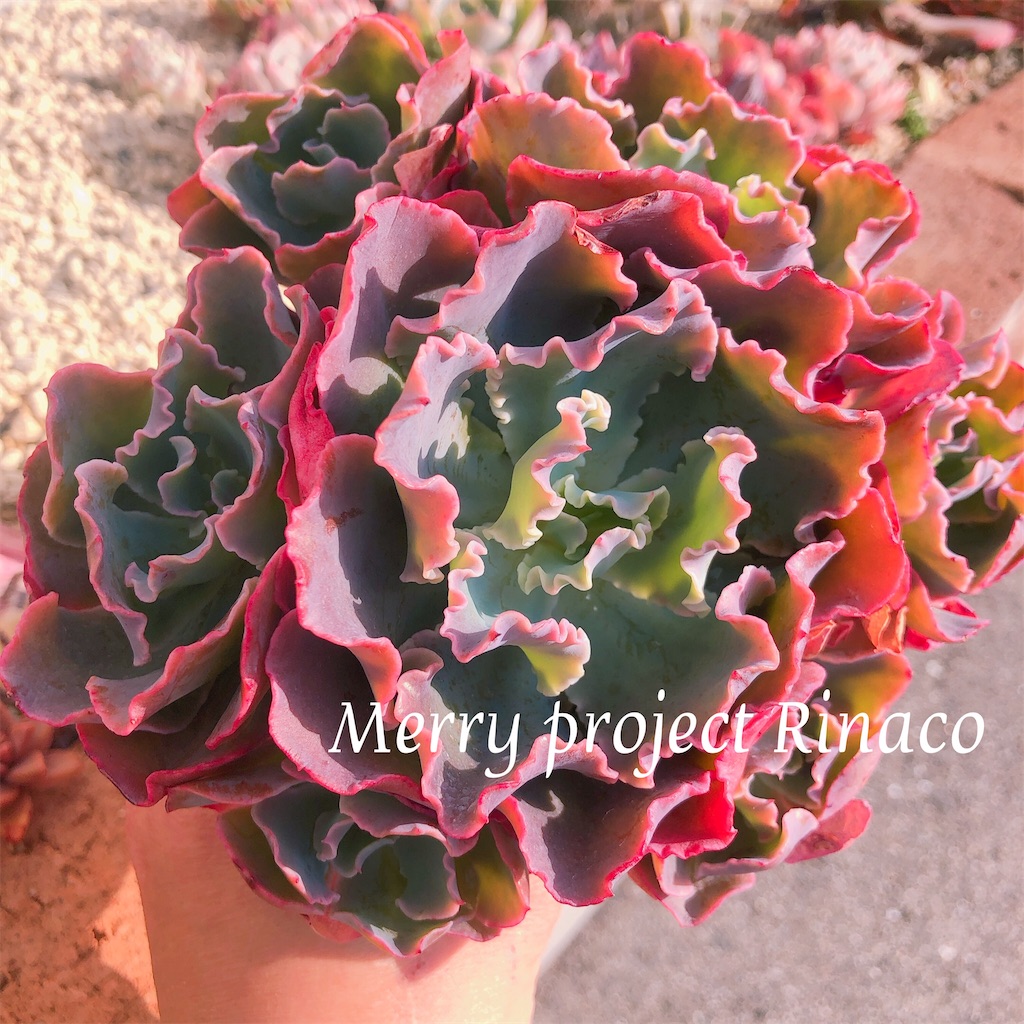 f:id:MerryProject:20210315201402j:image