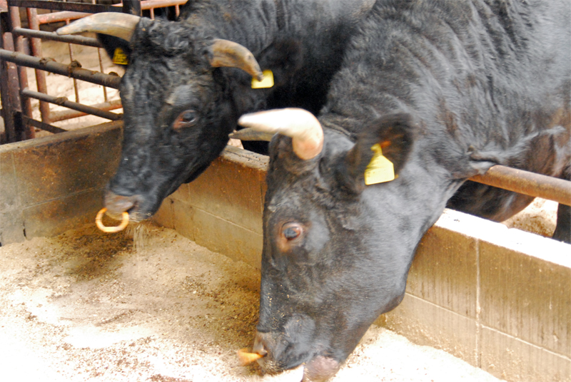 f:id:Meshi2_IB:20150401191232j:plain f:id:Meshi2_IB:20150401191232j:plain