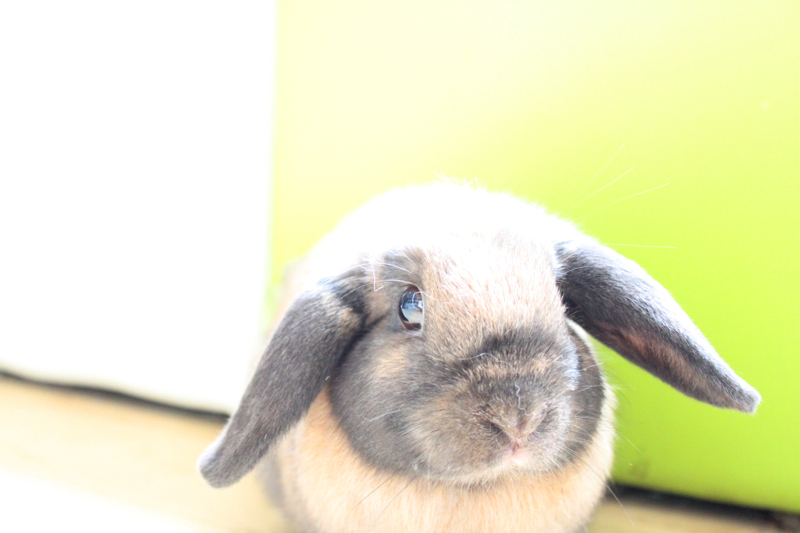 f:id:Meshi2_IB:20150526193303j:plain