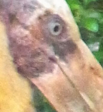 f:id:Meshi2_IB:20150527170544j:plain