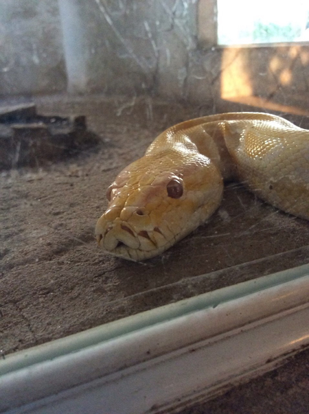 f:id:Meshi2_IB:20150527170917j:plain