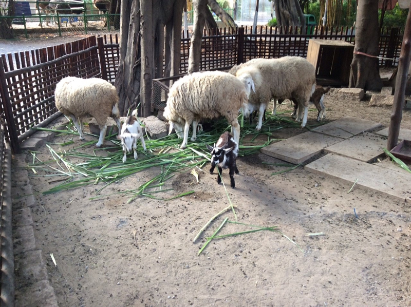 f:id:Meshi2_IB:20150527170937j:plain