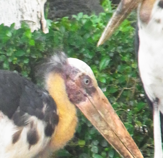 f:id:Meshi2_IB:20150601155756j:plain