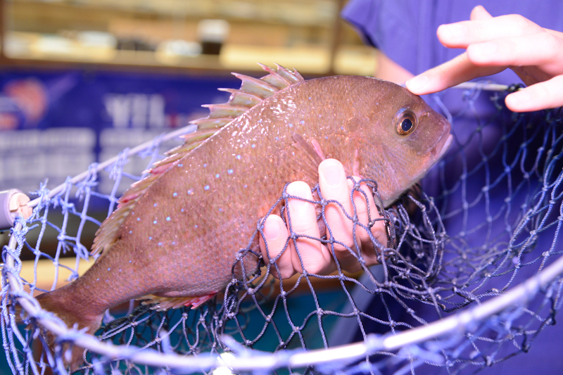 f:id:Meshi2_IB:20150714112308j:plain