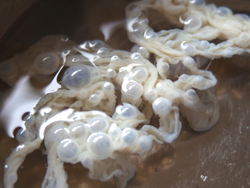 f:id:Meshi2_IB:20150717153423j:plain