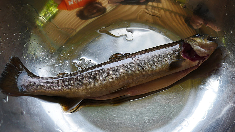 山奥で幻の白いニジマスを喰らう そもそも川魚に味の違いはあるの 地主恵亮 メシ通 ホットペッパーグルメ 山奥で幻の白いニジマスを喰らう そもそも川魚に味の違いはあるの 地主恵亮 メシ通 ホットペッパーグルメ
