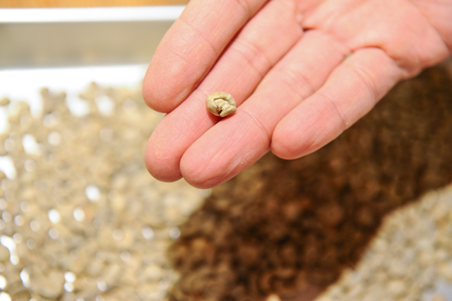 f:id:Meshi2_IB:20151106122834j:plain