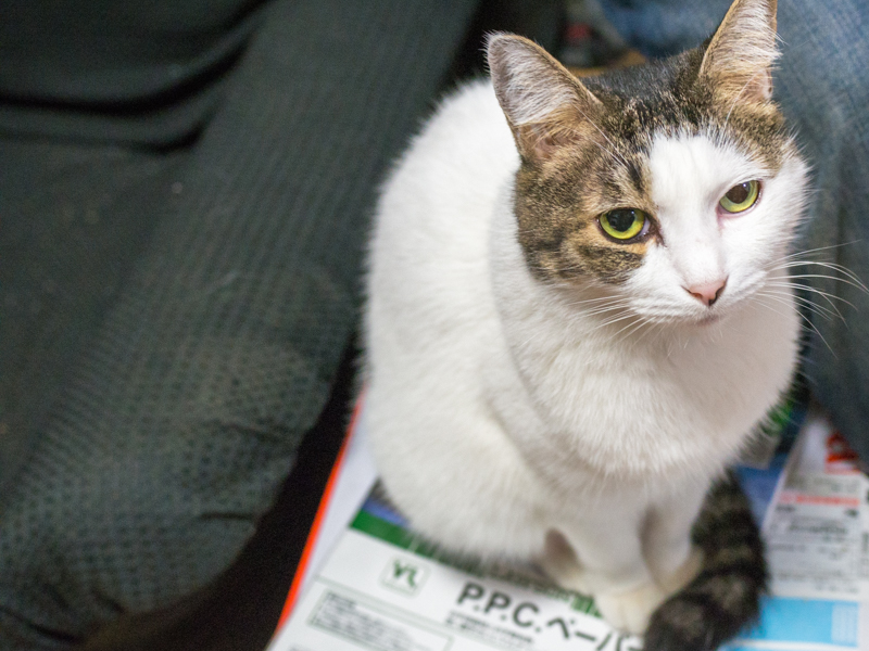 f:id:Meshi2_IB:20151119234931j:plain f:id:Meshi2_IB:20151119234931j:plain