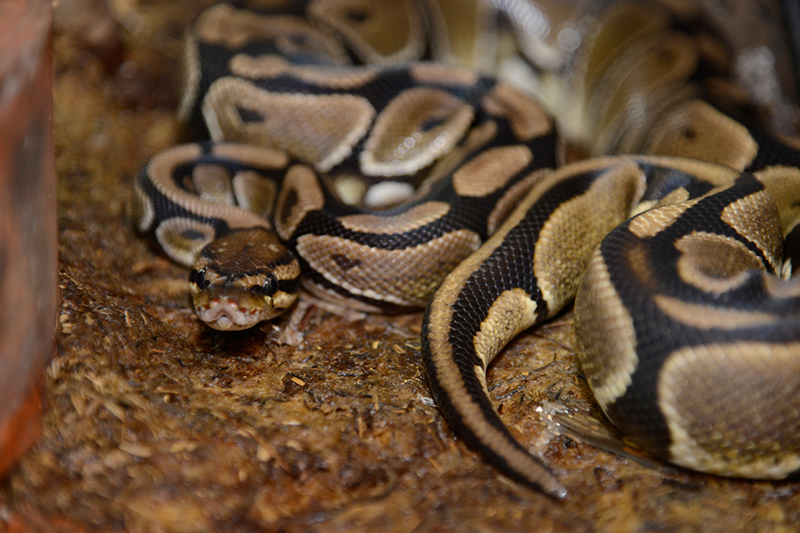 f:id:Meshi2_IB:20160629204933j:plain