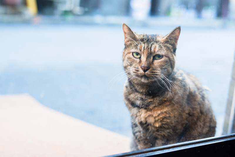 f:id:Meshi2_IB:20161226094351j:plain f:id:Meshi2_IB:20161226094351j:plain