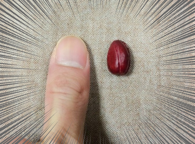 f:id:Meshi2_IB:20170502124808j:plain