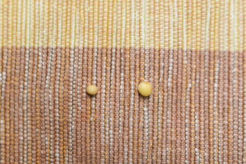 f:id:Meshi2_IB:20170929133455j:plain f:id:Meshi2_IB:20170929133455j:plain