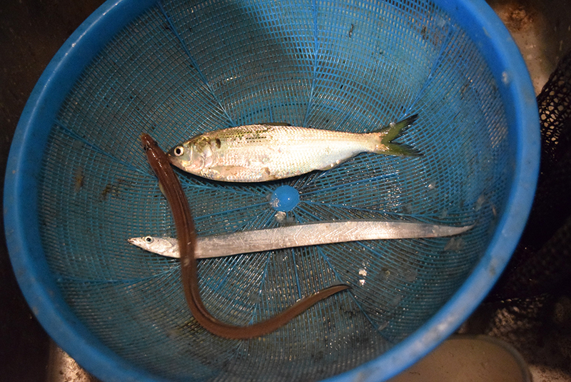 f:id:Meshi2_IB:20171220175938j:plain