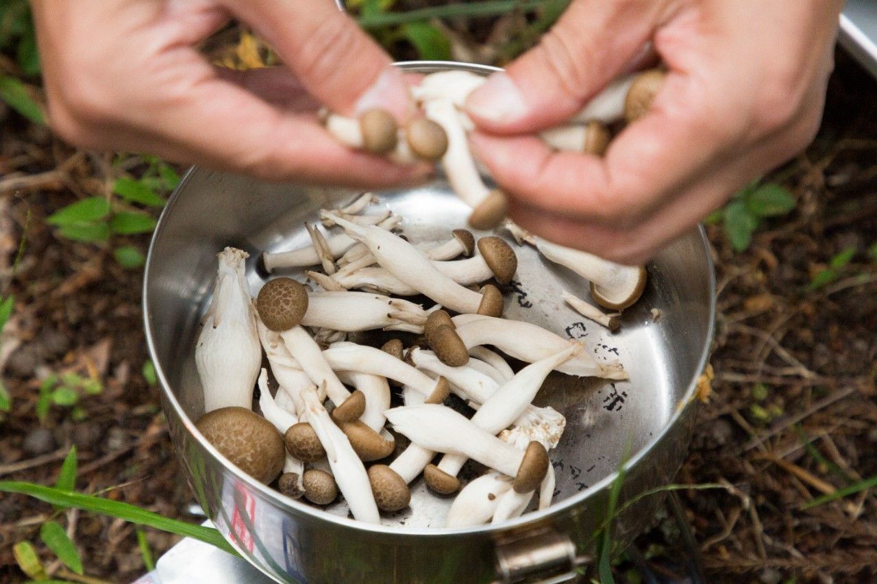 f:id:Meshi2_IB:20181105203626j:plain